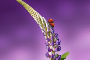 Ladybird Lavender Ladybug 5K5019613755